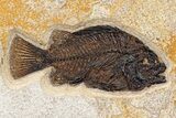 Green River Fossil Fish Mural With Diplomystus & Phareodus #254198-6